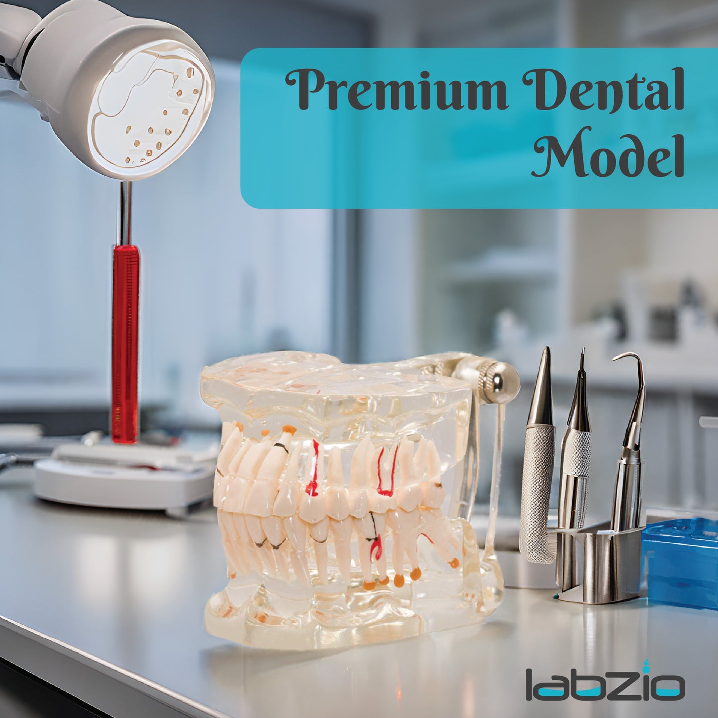 LABZIO Premium Dental Model, Normal Dentition and Occlusion, Affected Side Shows Multiple Pathologies, Made of Yellowish Transparent High Quality Unbreakable Acrylic