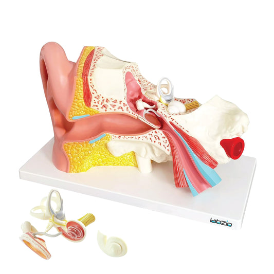 Labzio Premium Human Ear Model - Enlarged 3x, 3-Part Anatomically Accurate Ear Anatomy Model with Detailed Key Card for Educational and Professional Use