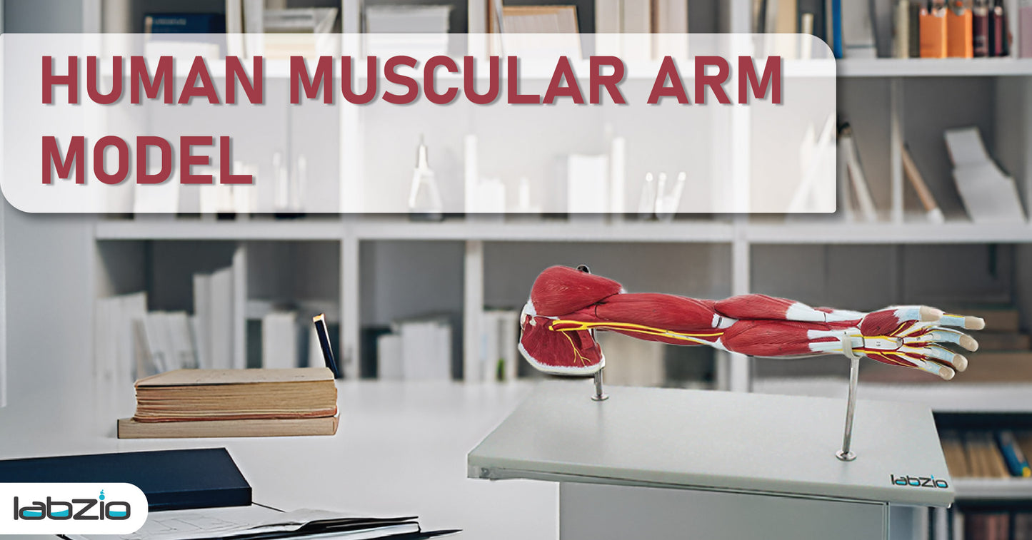 Labzio - Life Size Premium Human Muscular Arm Model 7 Parts Showing Muscles and Deep Layers of Tissue and Vessels With Detailed Key Card