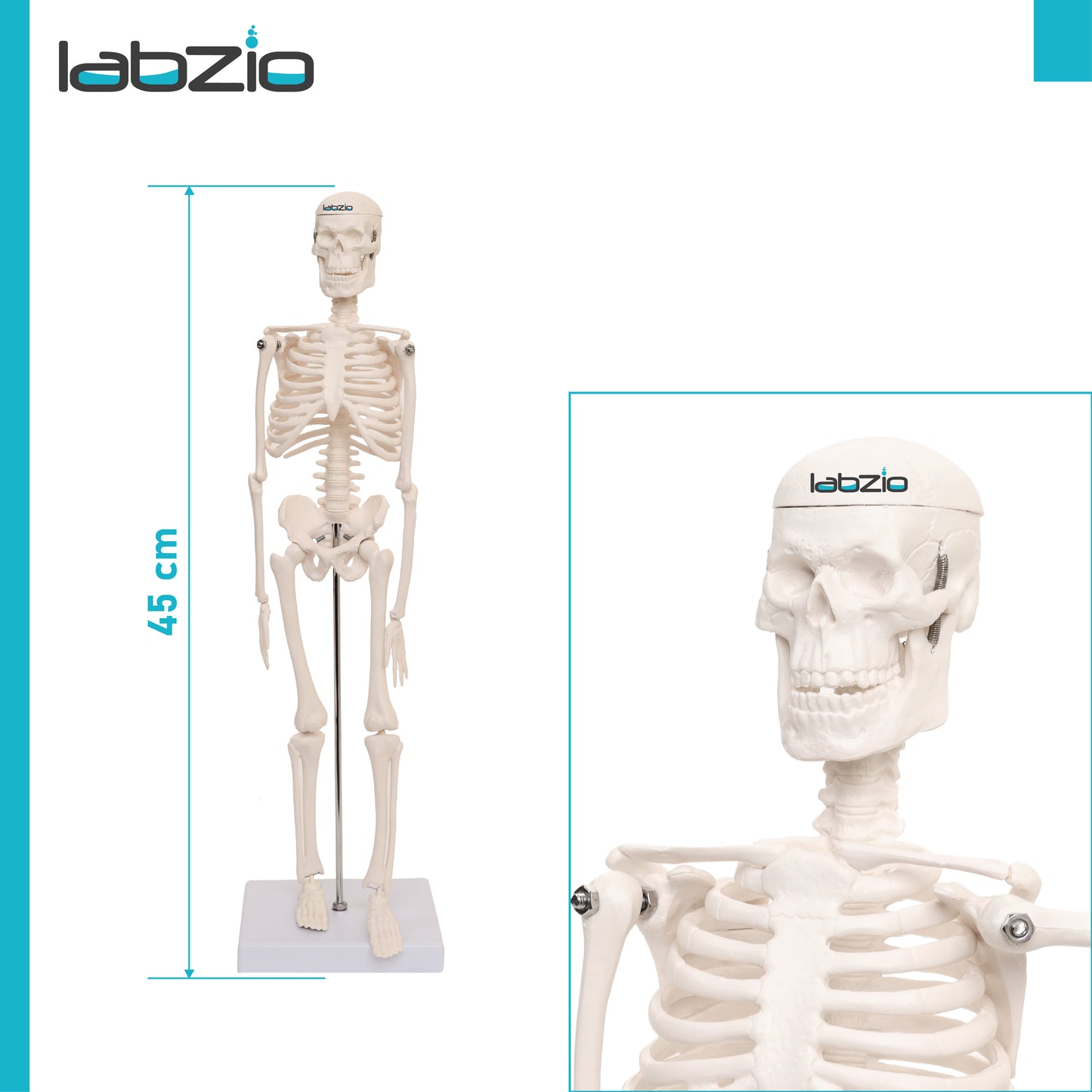 LABZIO 45cm Micro Human Skeleton Model