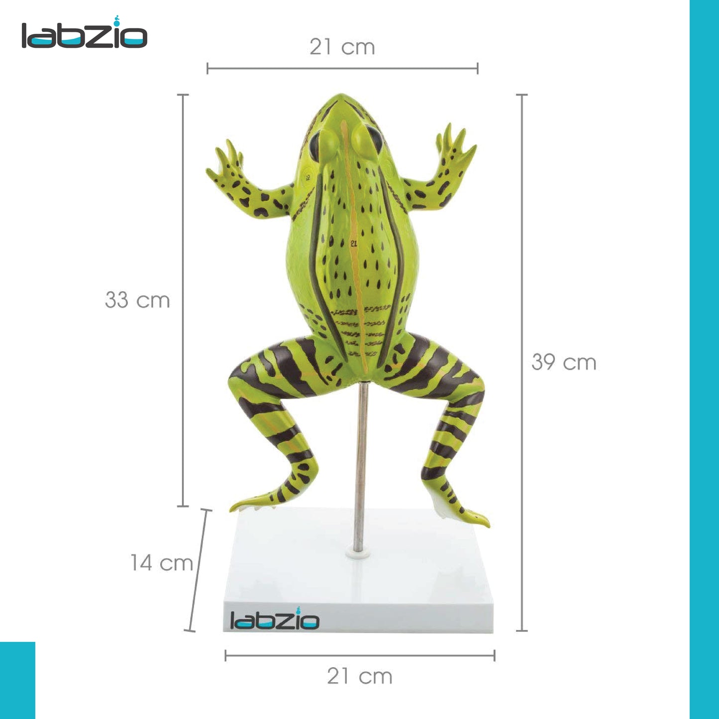 LABZIO Plastic Frog Dissection Model - 5 Parts, Enlarged 3X with Detailed Study Guide - Educational Kit for Biology and Anatomy,green