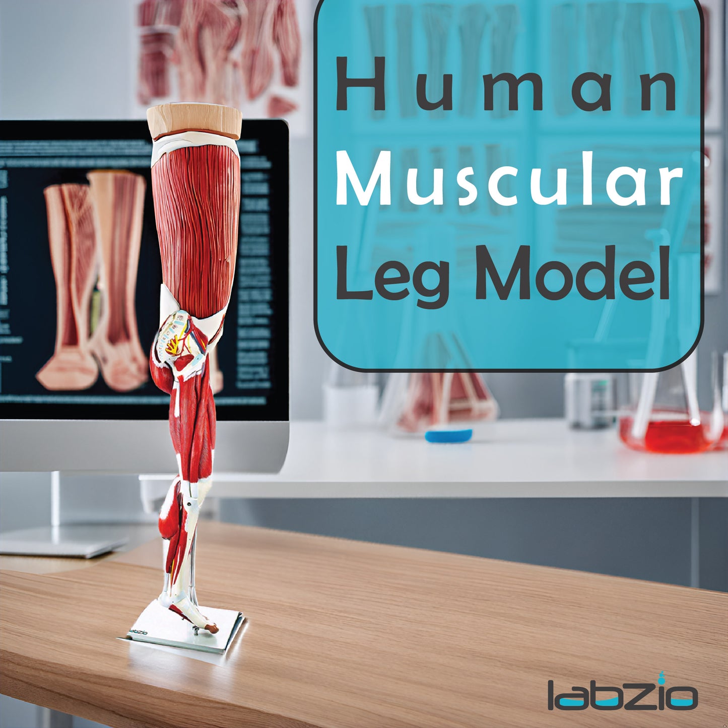 Labzio - Premium Human Muscular Leg Model Life Size 13 Parts Perfect To Study The Leg Muscles Vessels Tissues With Detailed Key Card