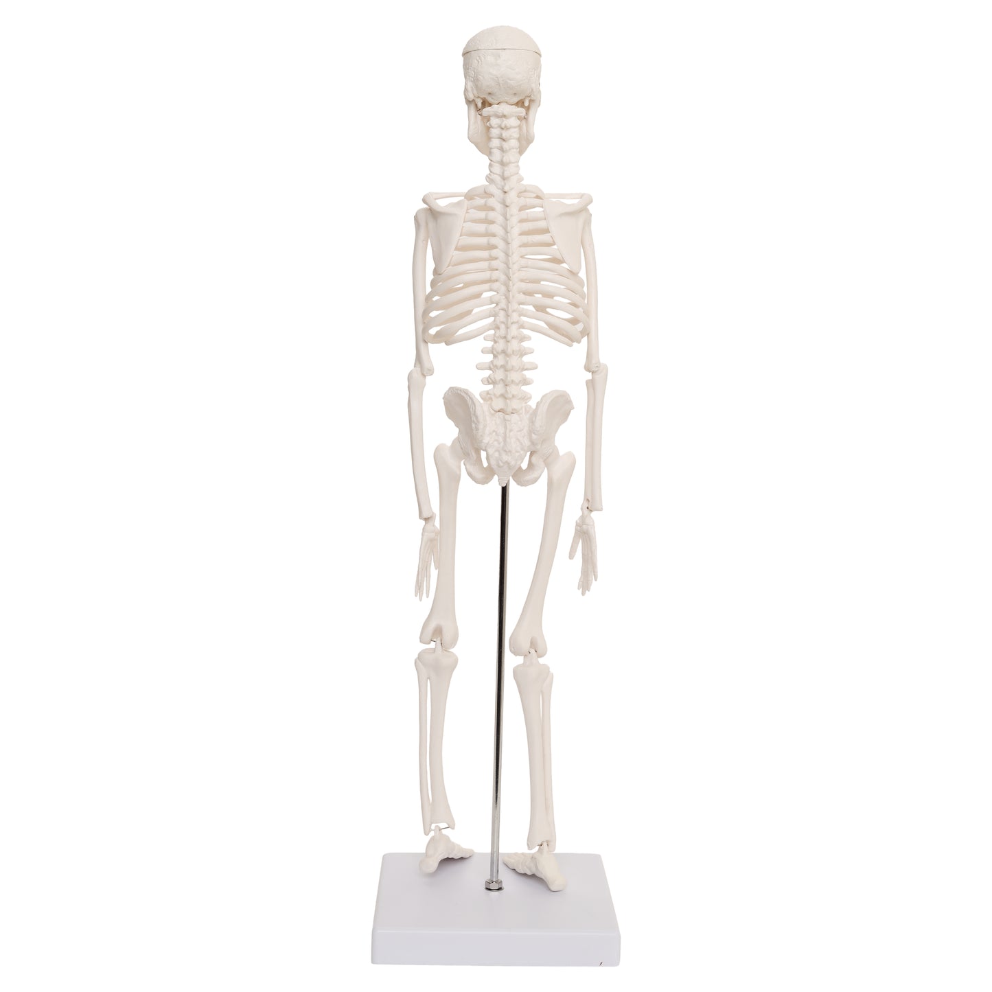 Micro Human Skeleton Model