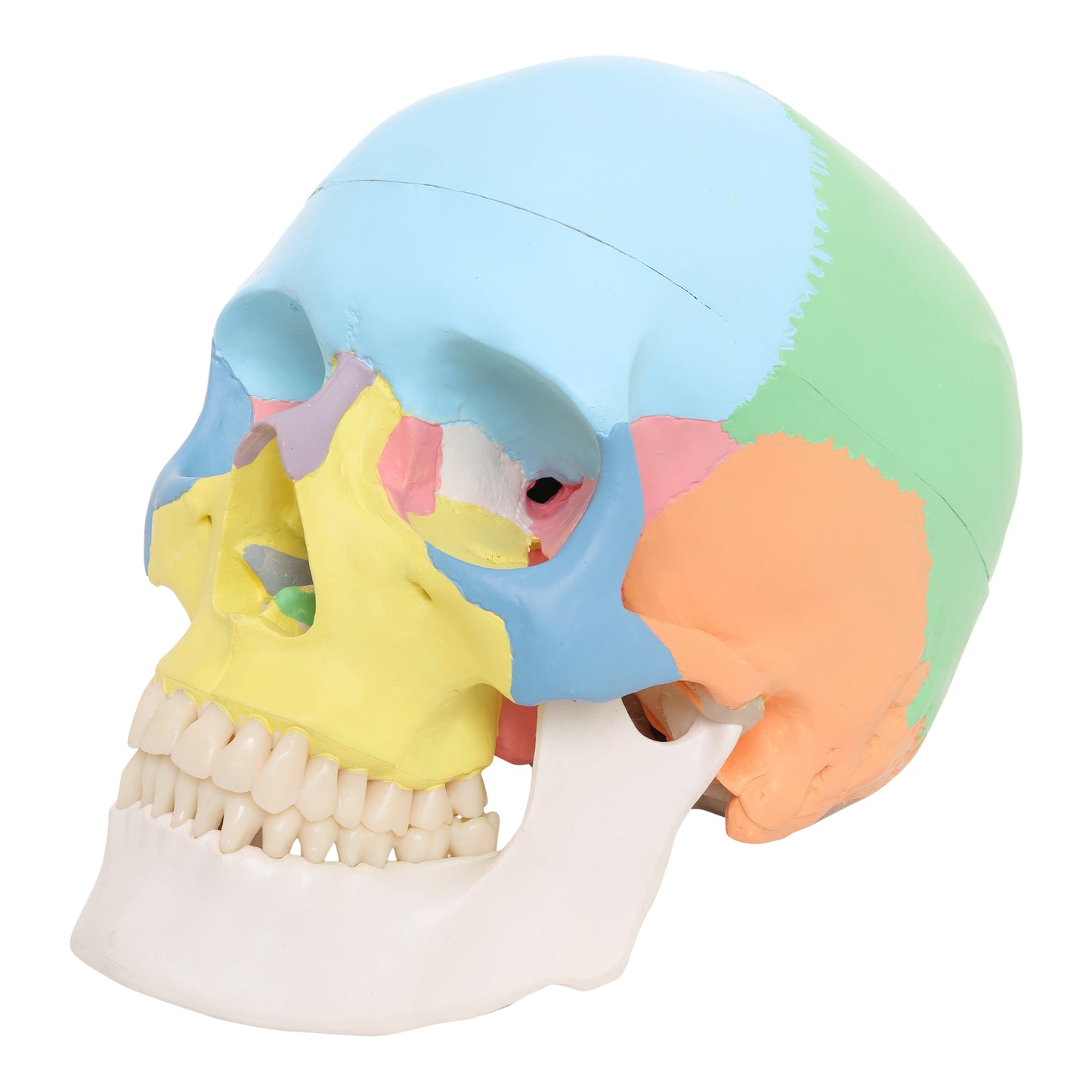 Labzio Colored Human Skull Model — Life-Size 3-Part Anatomical Skull with 14 Bones, Removable Calvarium & Articulating Jaw | Skull for Anatomy, Decor, Dental Students