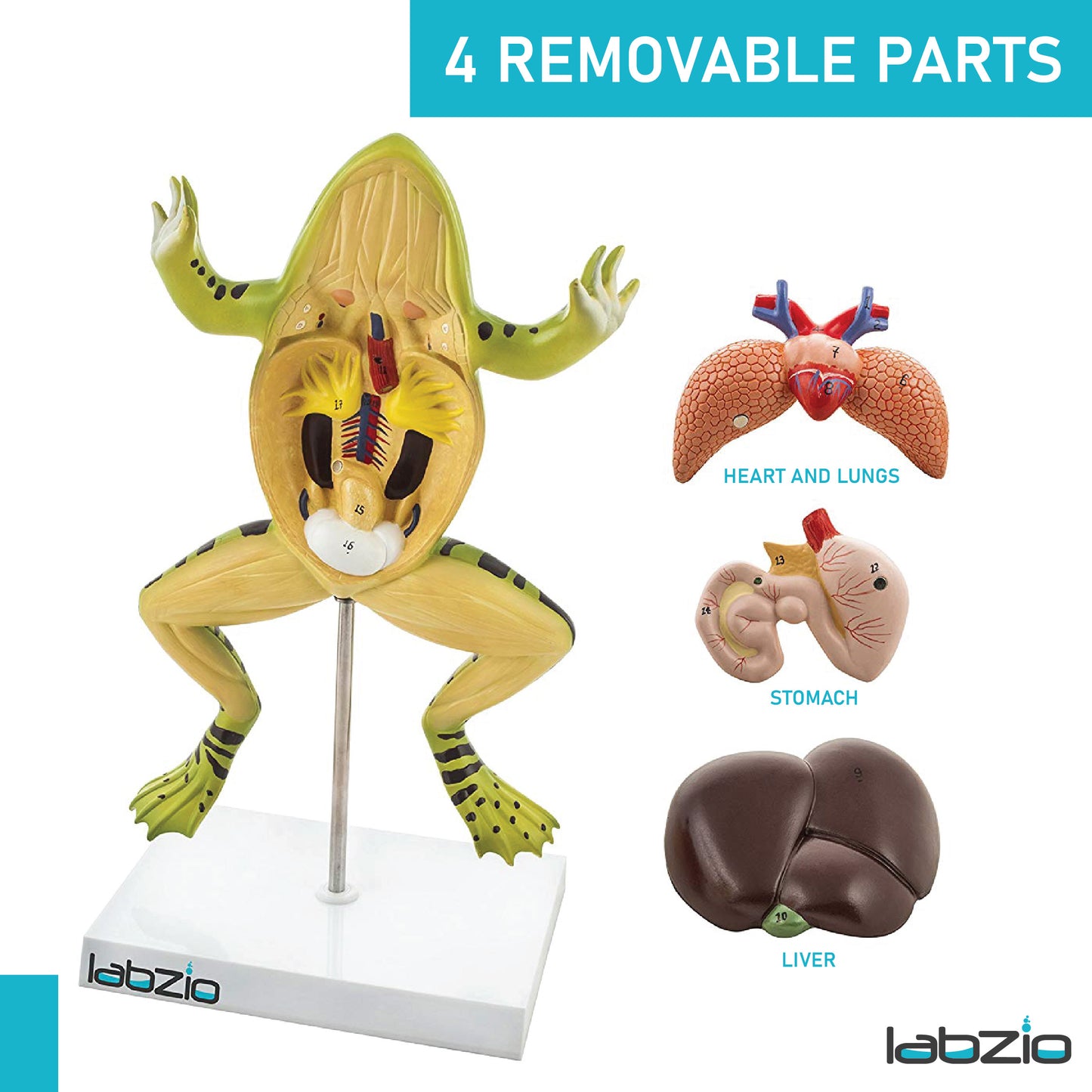 LABZIO Plastic Frog Dissection Model - 5 Parts, Enlarged 3X with Detailed Study Guide - Educational Kit for Biology and Anatomy,green