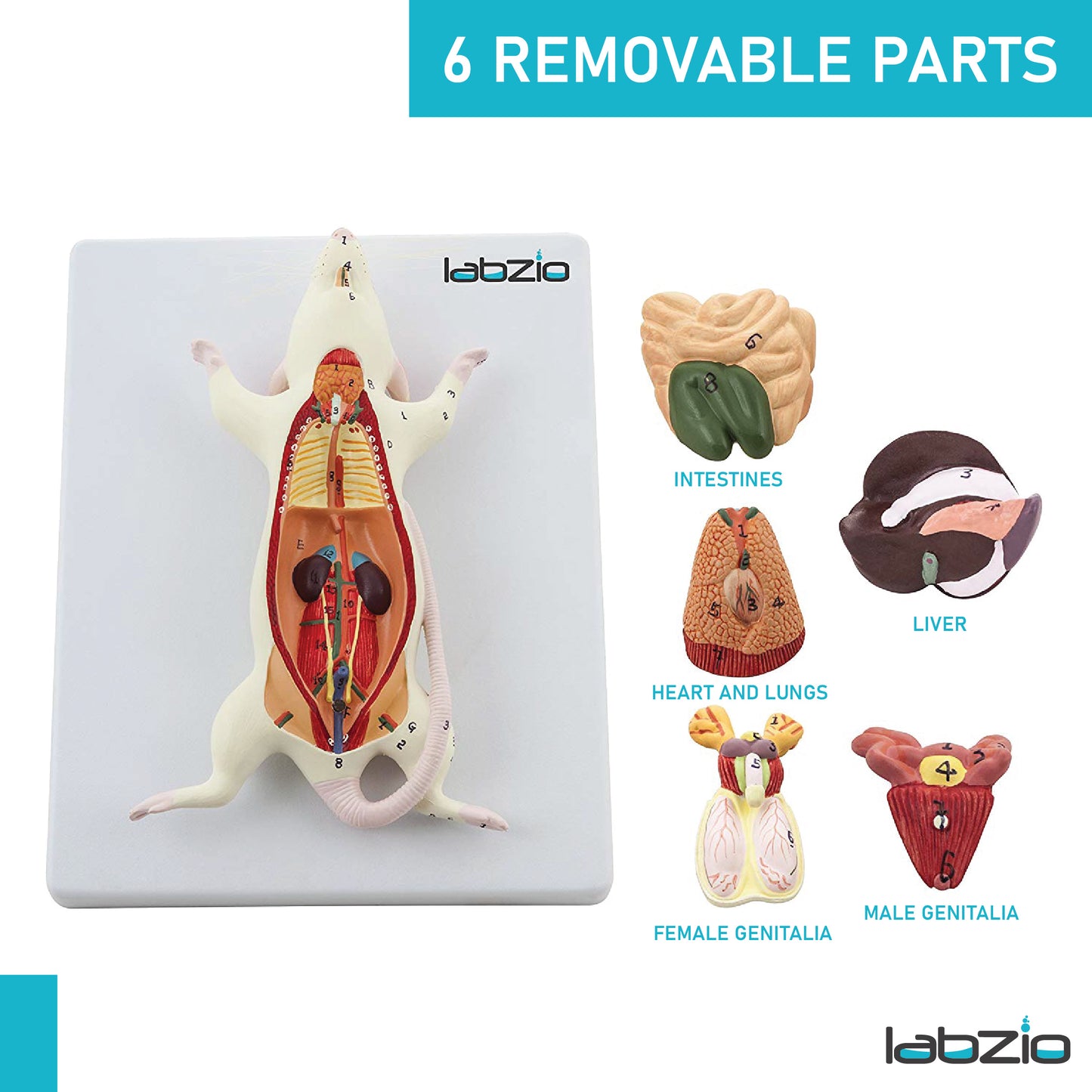 LABZIO - Plastic Rat Dissection Model, Natural Size, 6 Removable Parts, On Base, With Detailed Study Guide, Multi