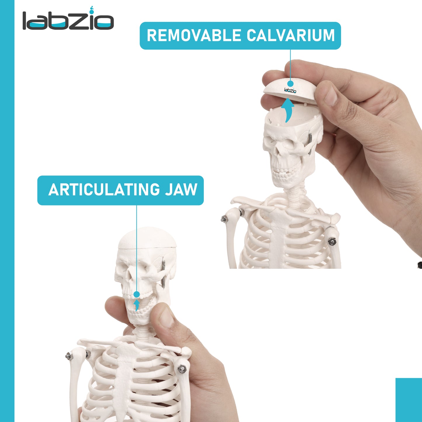 Micro Human Skeleton Model