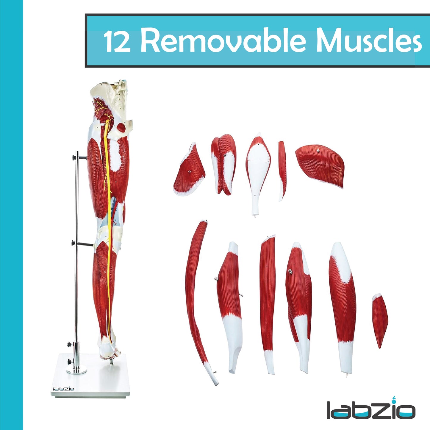 Labzio - Premium Human Muscular Leg Model Life Size 13 Parts Perfect To Study The Leg Muscles Vessels Tissues With Detailed Key Card
