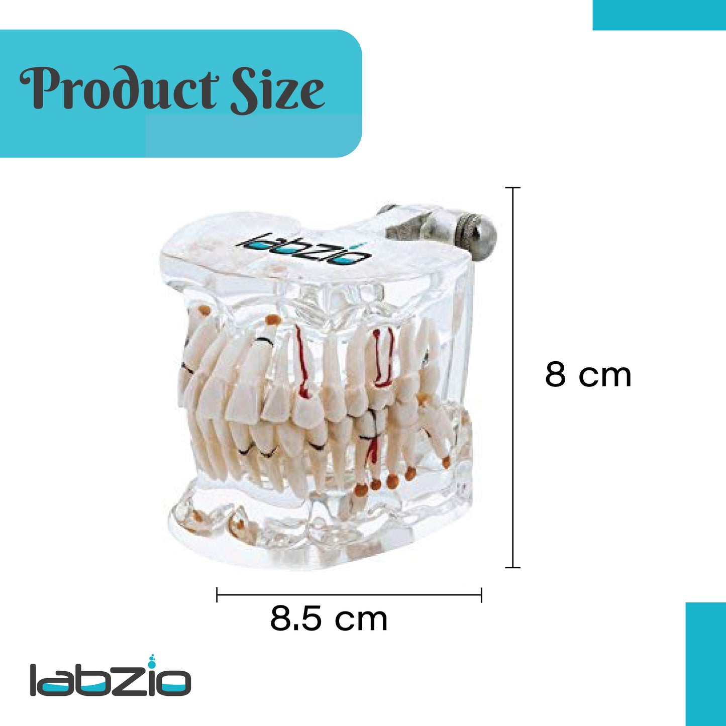 LABZIO Premium Dental Model, Normal Dentition and Occlusion, Affected Side Shows Multiple Pathologies, Made of Yellowish Transparent High Quality Unbreakable Acrylic