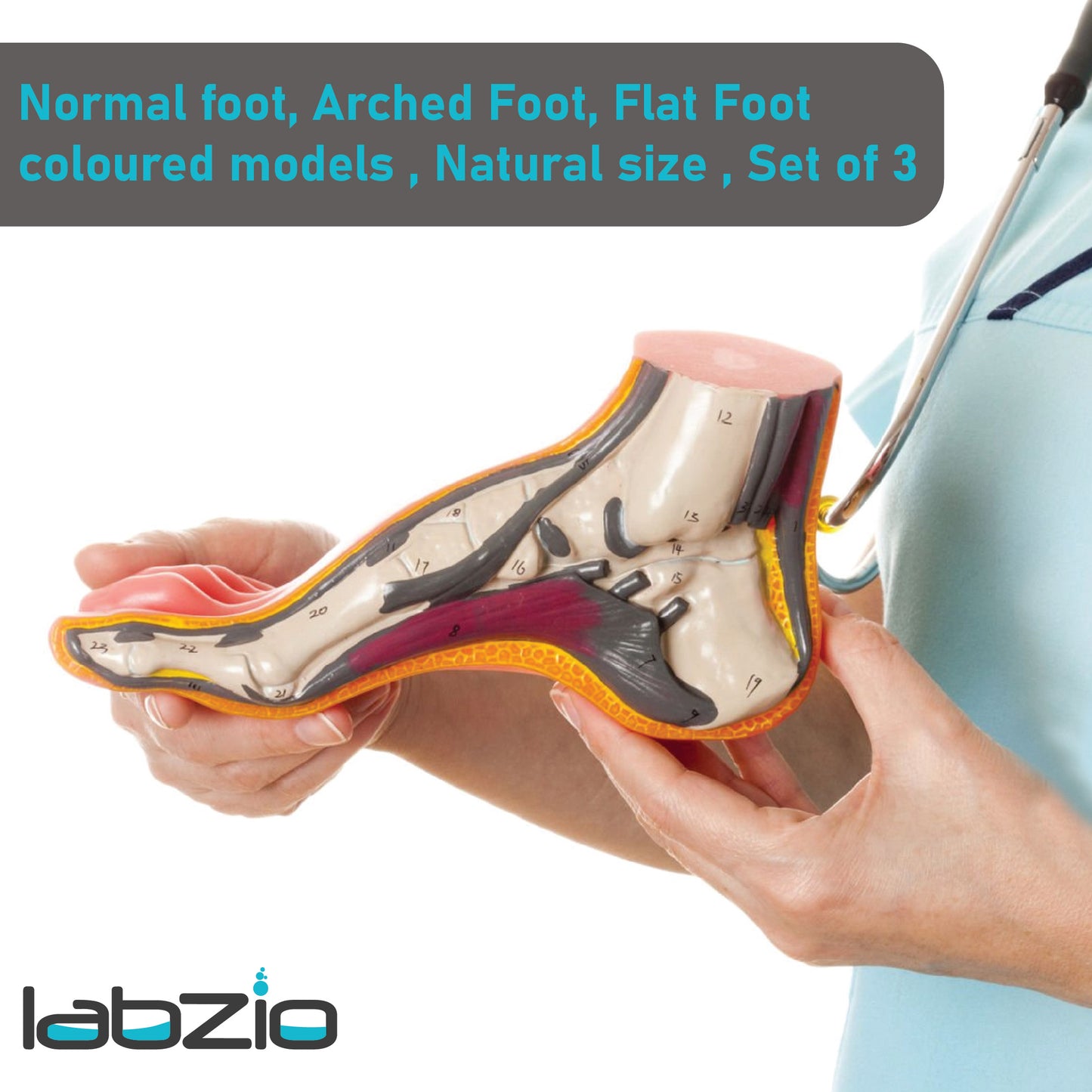 Labzio- Normal foot, Arched Foot, Flat Foot coloured models, Natural size, Set of 3,with detailed coloured key cards-3