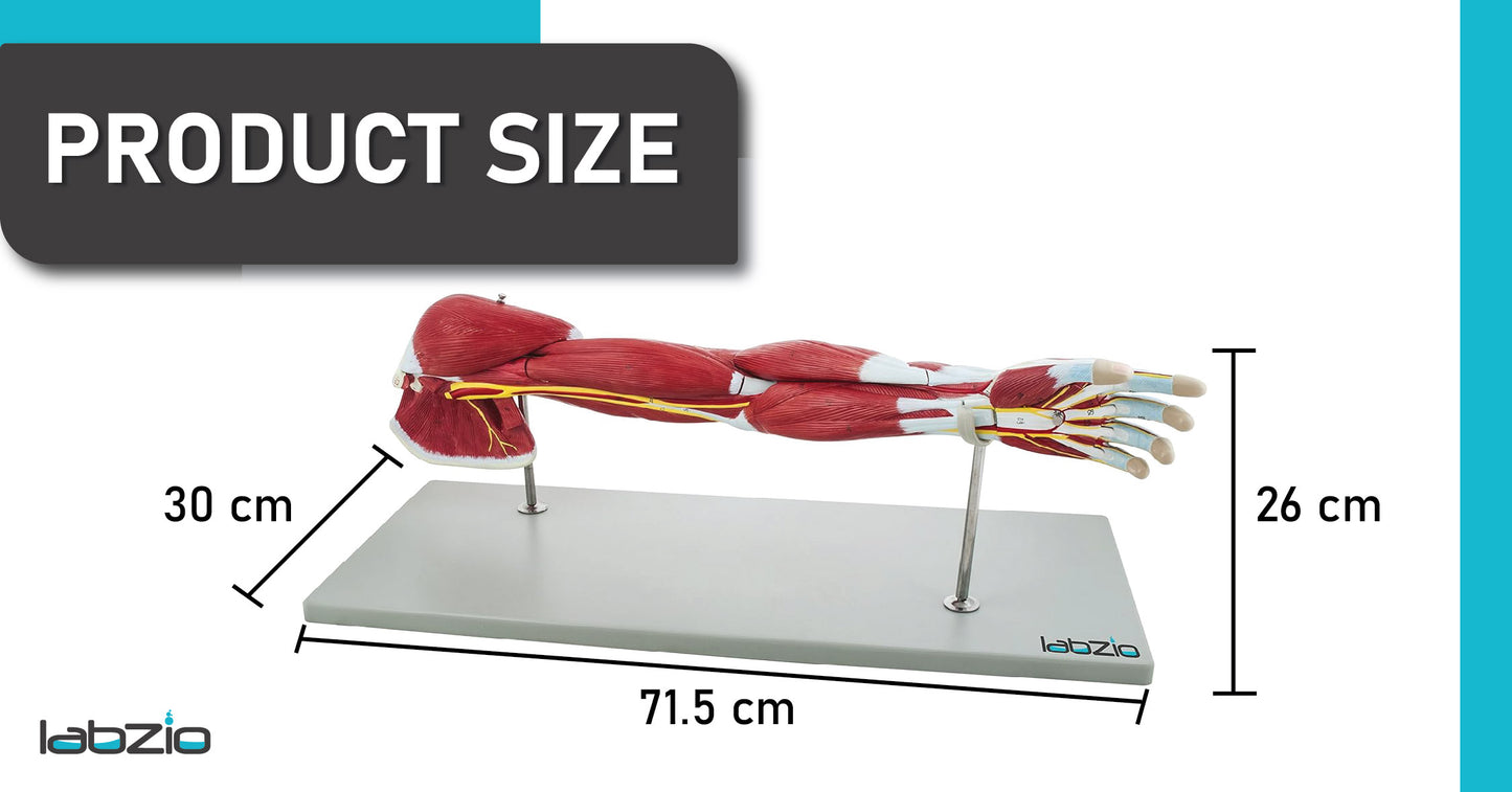 Labzio - Life Size Premium Human Muscular Arm Model 7 Parts Showing Muscles and Deep Layers of Tissue and Vessels With Detailed Key Card