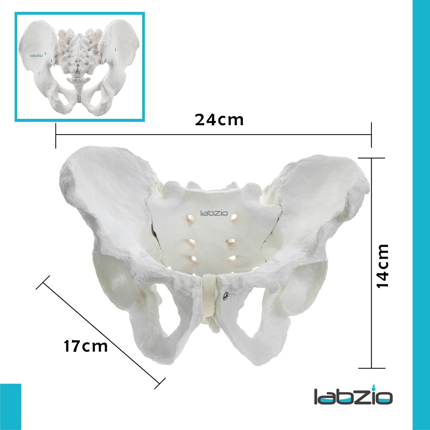 Labzio - Male Pelvis Skeleton Model, Anatomically Correct, Life Size – Ideal for Educational, Medical, and Demonstrative Purposes