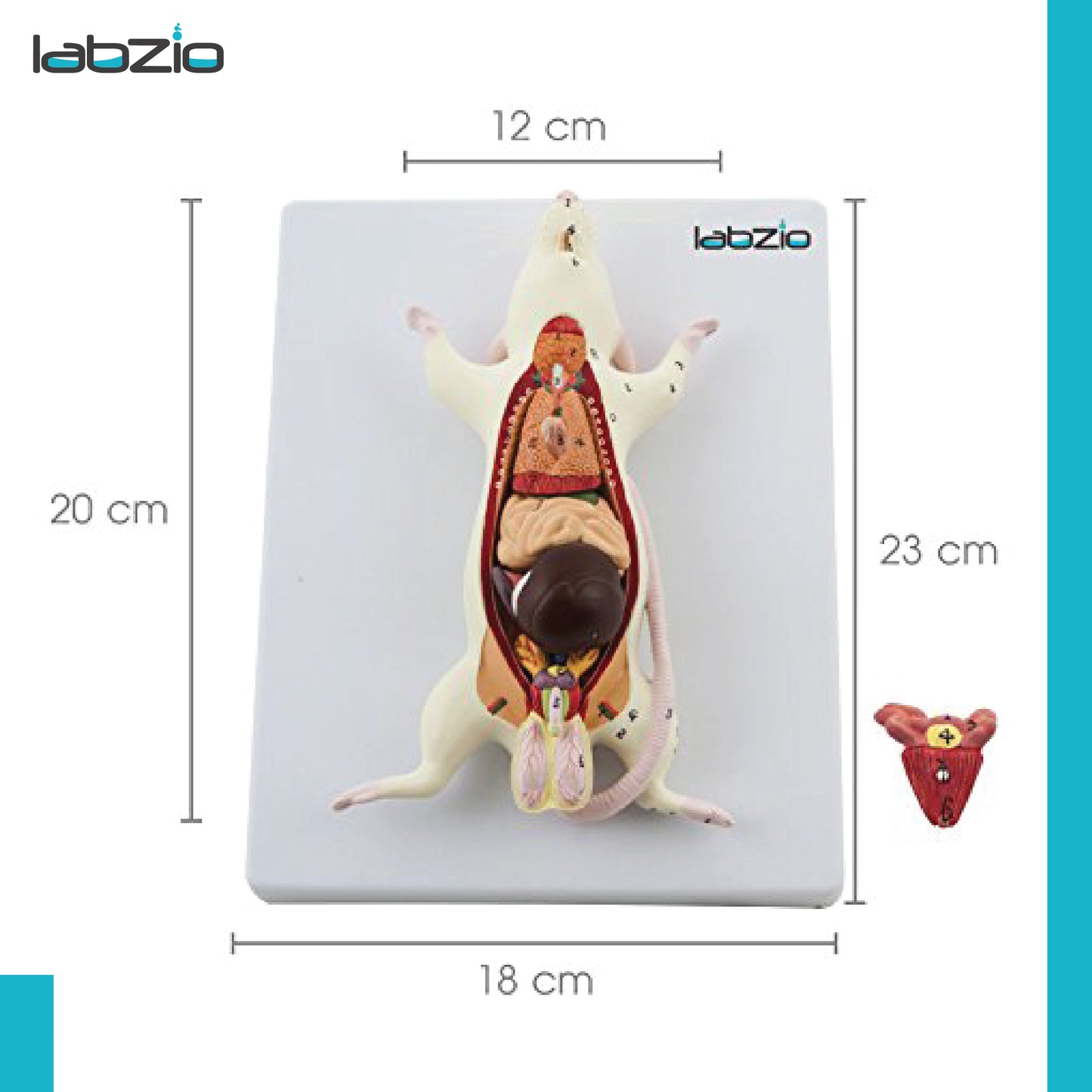 LABZIO - Plastic Rat Dissection Model, Natural Size, 6 Removable Parts, On Base, With Detailed Study Guide, Multi