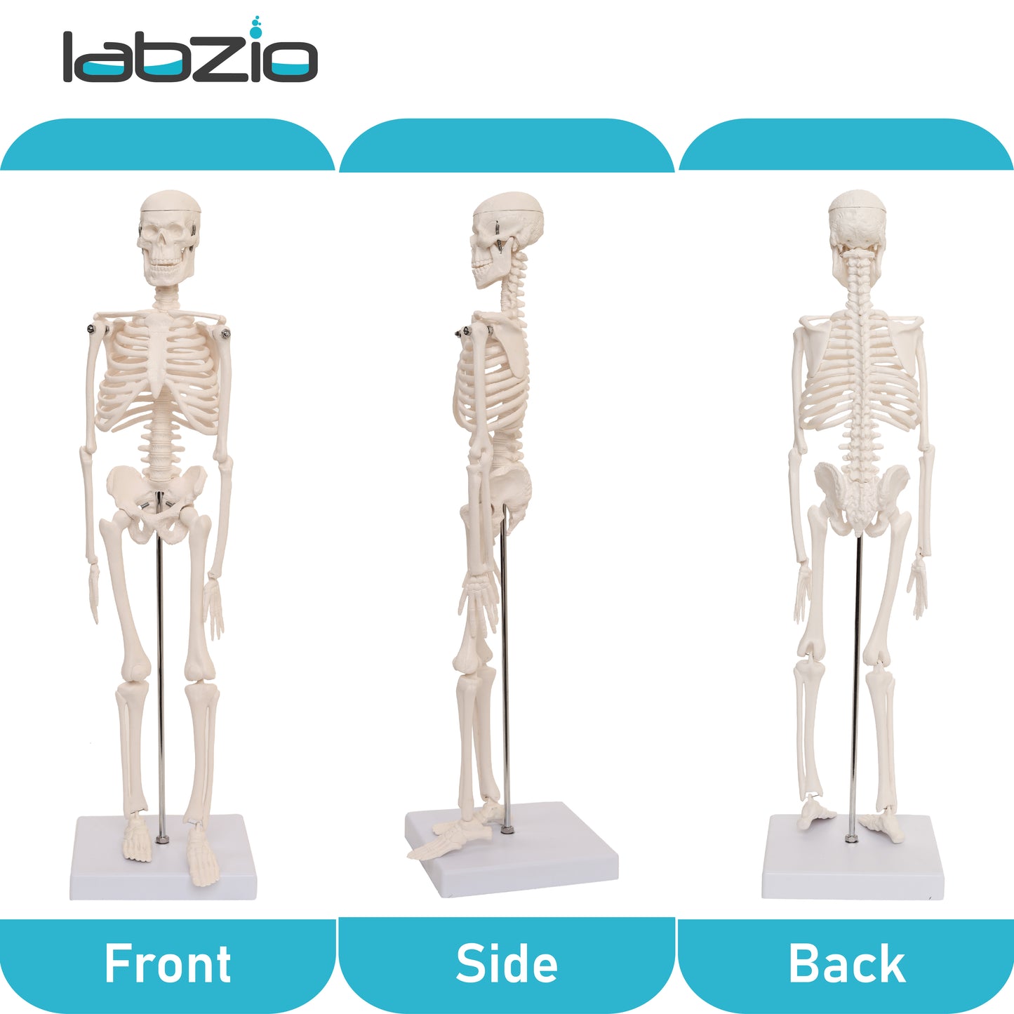 LABZIO 45cm Micro Human Skeleton Model