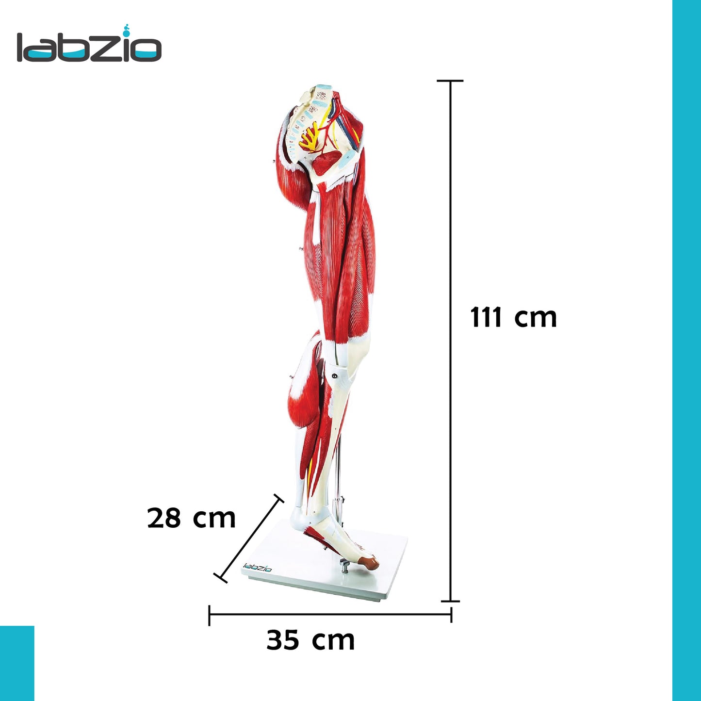 Labzio - Premium Human Muscular Leg Model Life Size 13 Parts Perfect To Study The Leg Muscles Vessels Tissues With Detailed Key Card