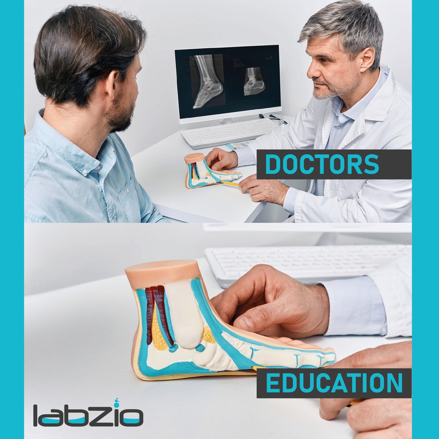 Labzio- Normal foot, Arched Foot, Flat Foot coloured models, Natural size, Set of 3,with detailed coloured key cards-3