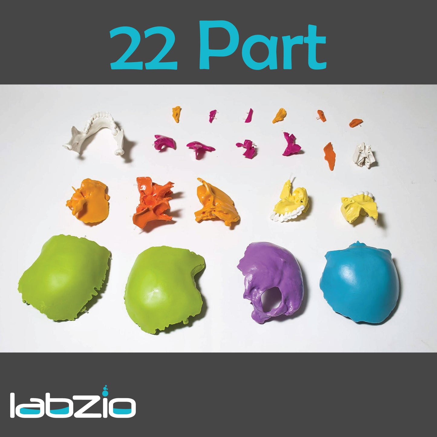 COLOURED HUMAN SKULL