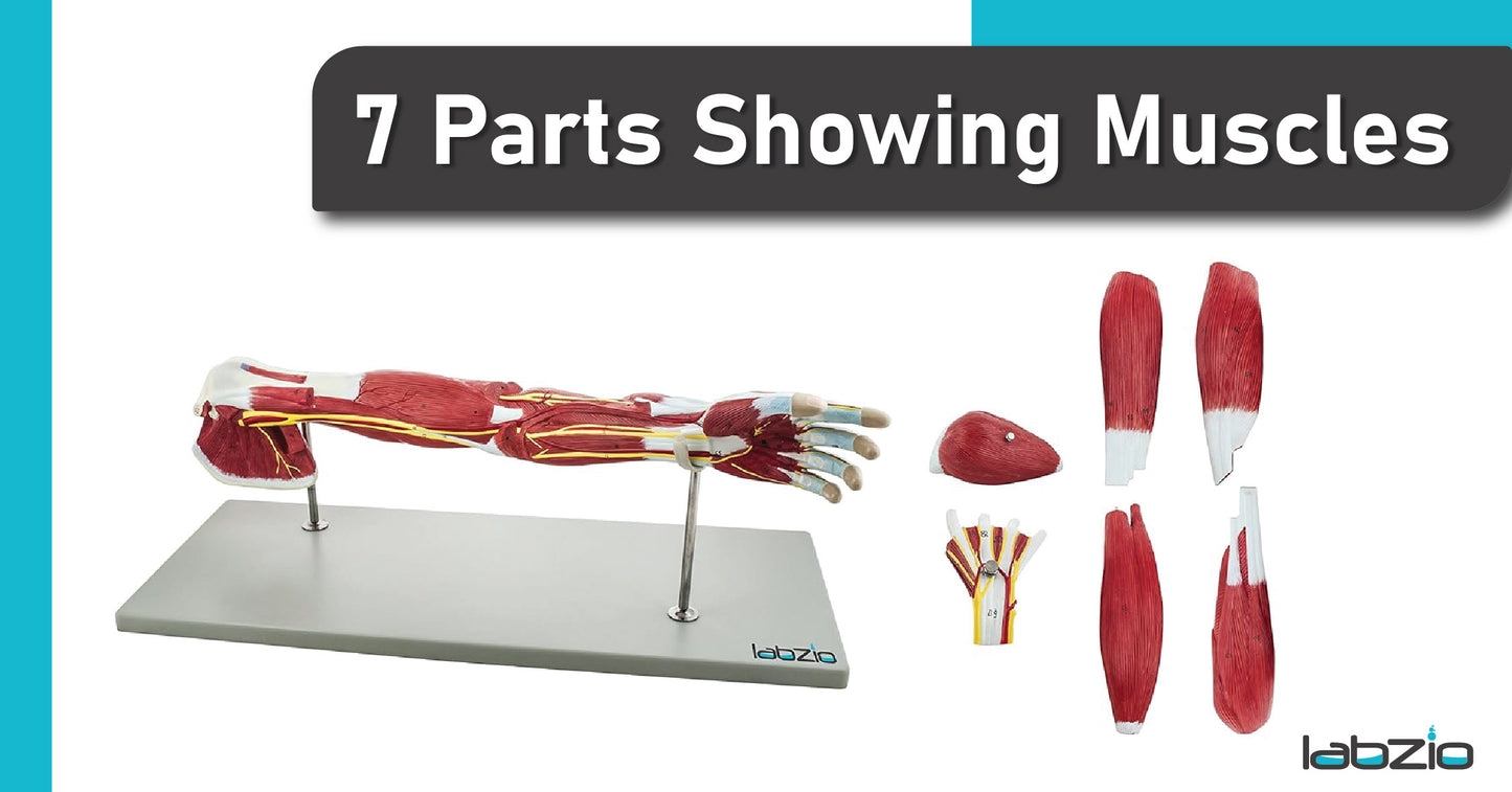 Labzio - Life Size Premium Human Muscular Arm Model 7 Parts Showing Muscles and Deep Layers of Tissue and Vessels With Detailed Key Card