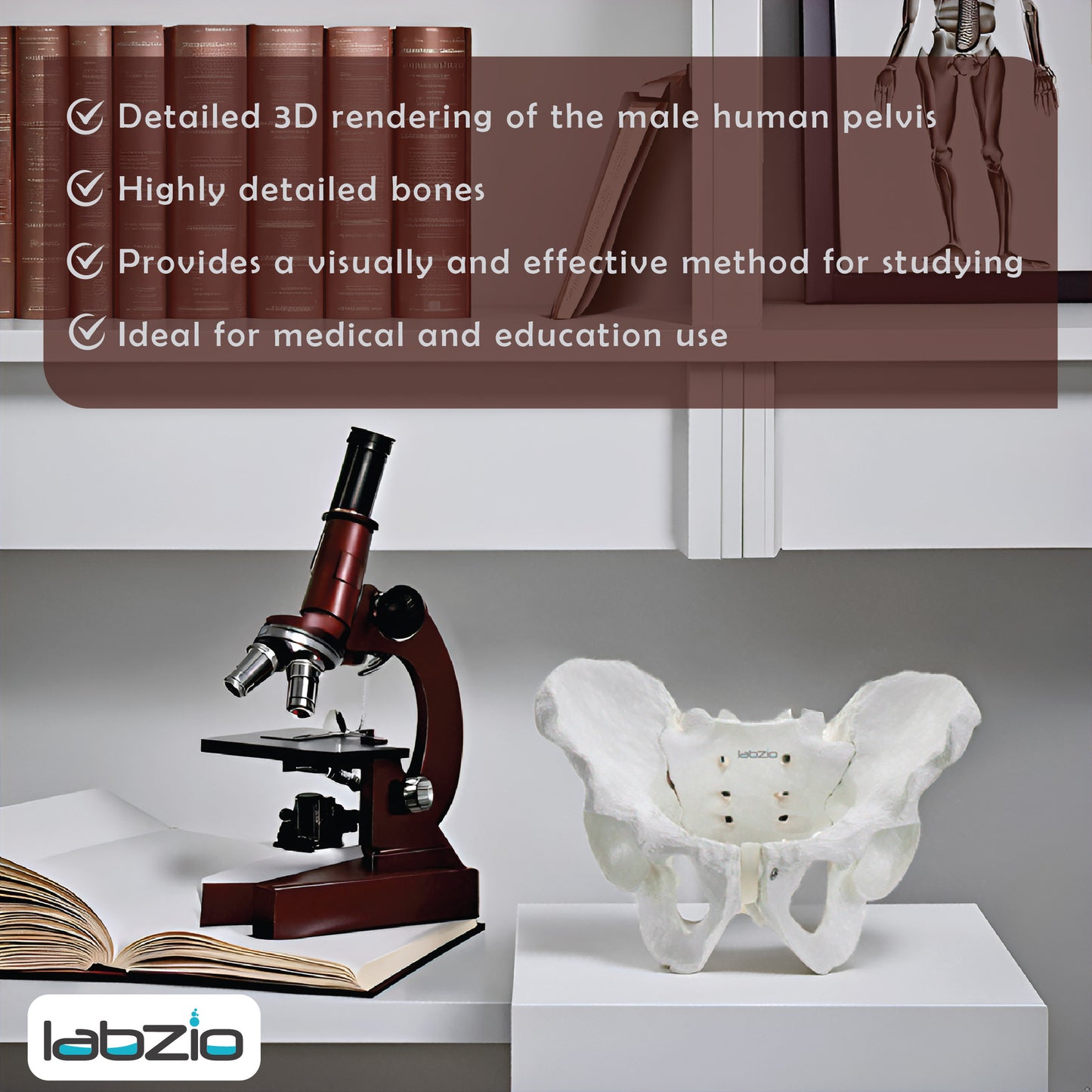 Labzio - Male Pelvis Skeleton Model, Anatomically Correct, Life Size – Ideal for Educational, Medical, and Demonstrative Purposes