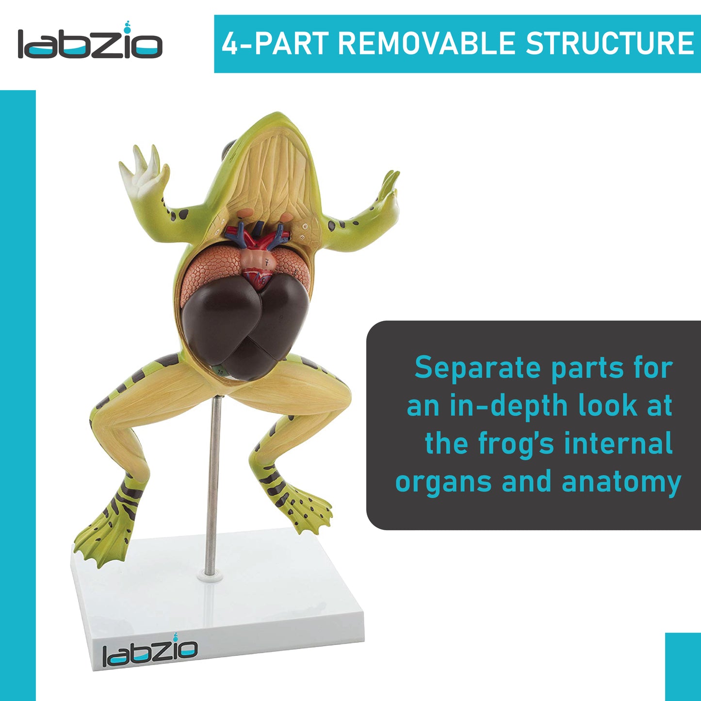 LABZIO Plastic Frog Dissection Model - 5 Parts, Enlarged 3X with Detailed Study Guide - Educational Kit for Biology and Anatomy,green