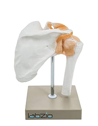 Labzio - Human Shoulder Joint Model with Flexible Ligaments to Show Movement, Anatomically Accurate, Orthopedic Model, Comes with Detailed Study Guide