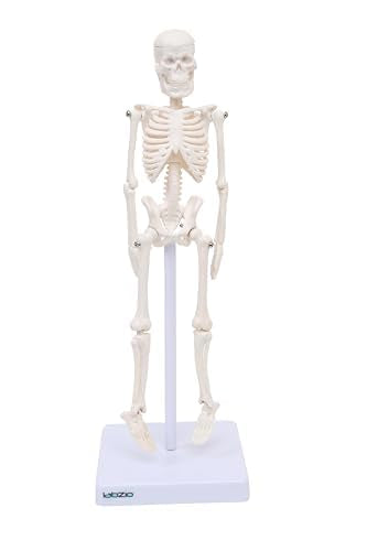 Mini Human Skeleton Model