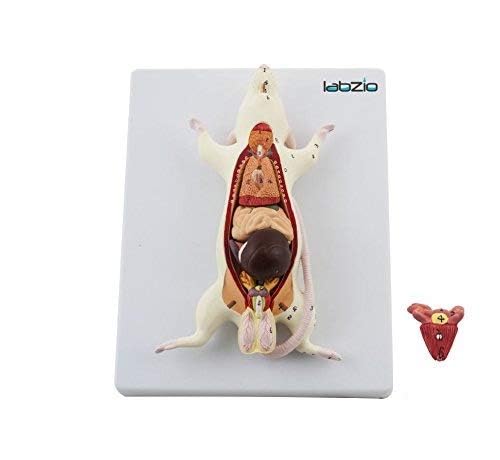 LABZIO - Plastic Rat Dissection Model, Natural Size, 6 Removable Parts, On Base, With Detailed Study Guide, Multi