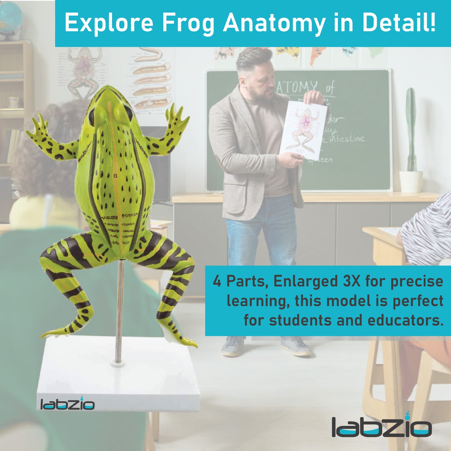 LABZIO Plastic Frog Dissection Model - 5 Parts, Enlarged 3X with Detailed Study Guide - Educational Kit for Biology and Anatomy,green