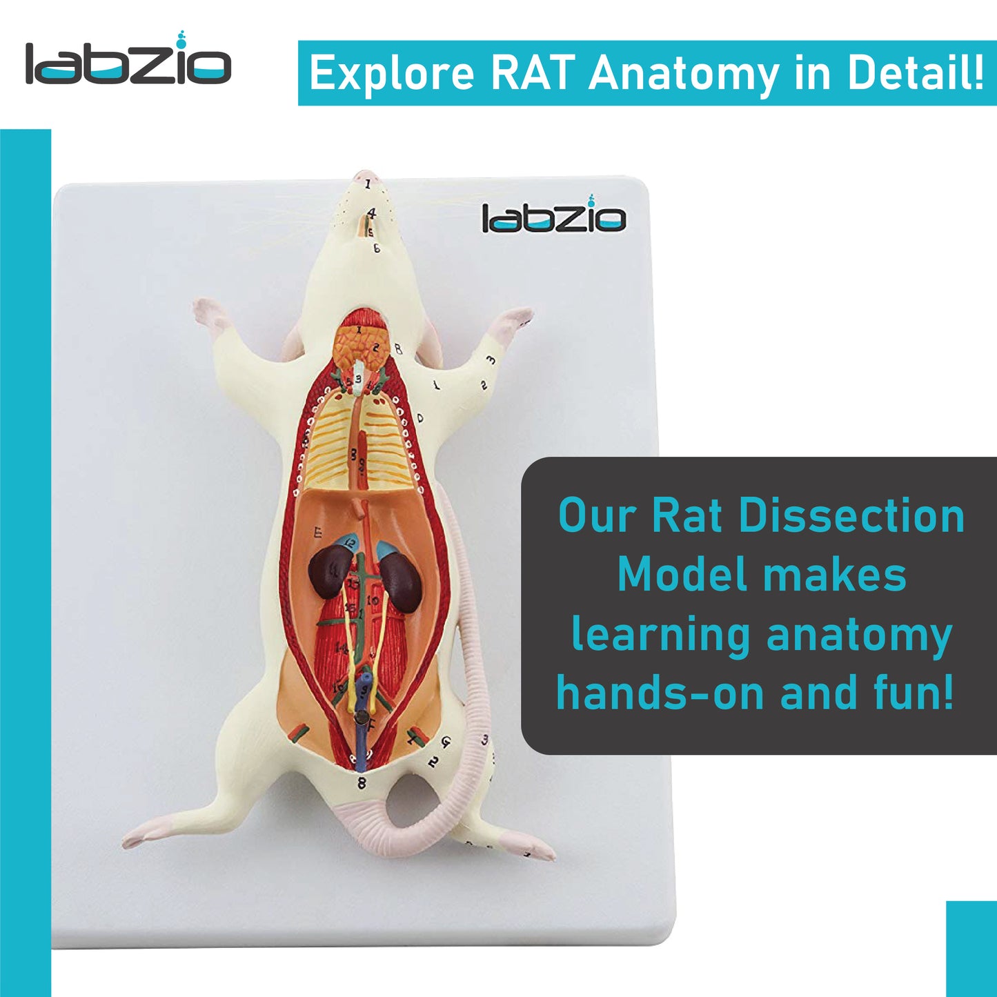 LABZIO - Plastic Rat Dissection Model, Natural Size, 6 Removable Parts, On Base, With Detailed Study Guide, Multi