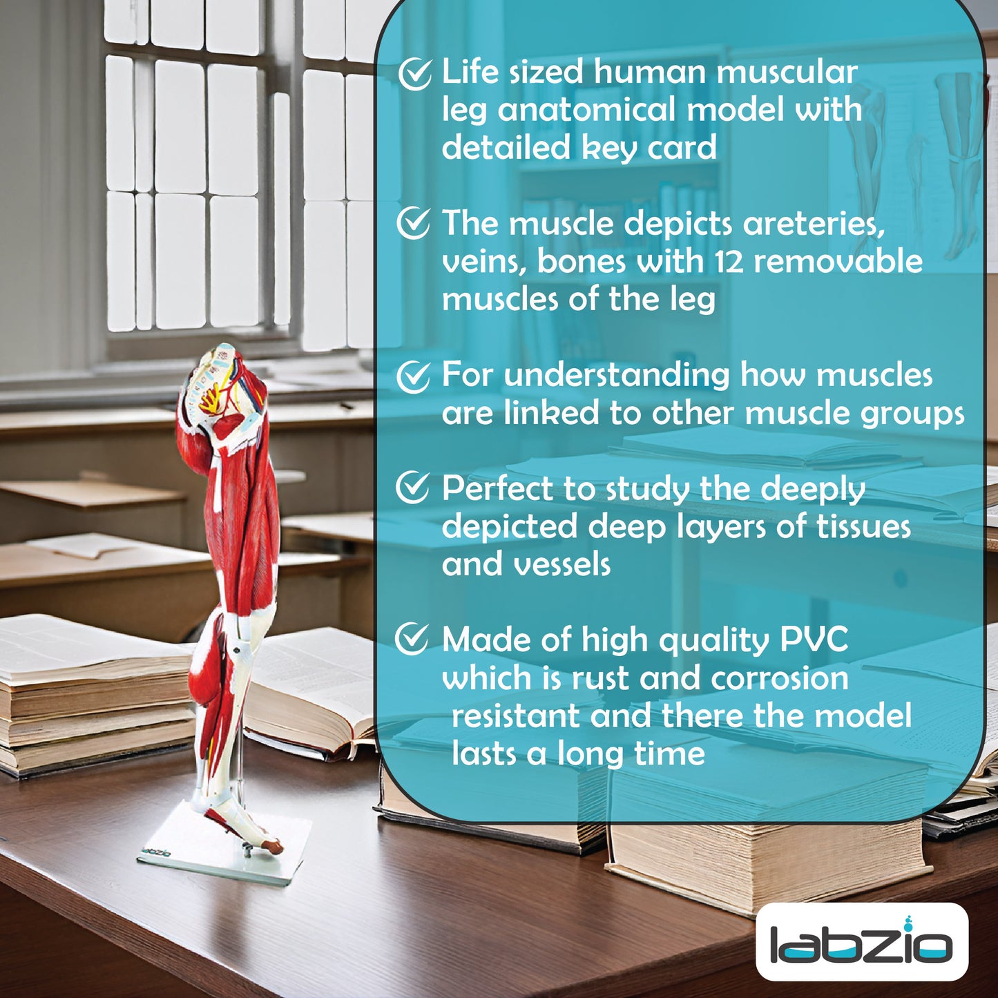 Labzio - Premium Human Muscular Leg Model Life Size 13 Parts Perfect To Study The Leg Muscles Vessels Tissues With Detailed Key Card