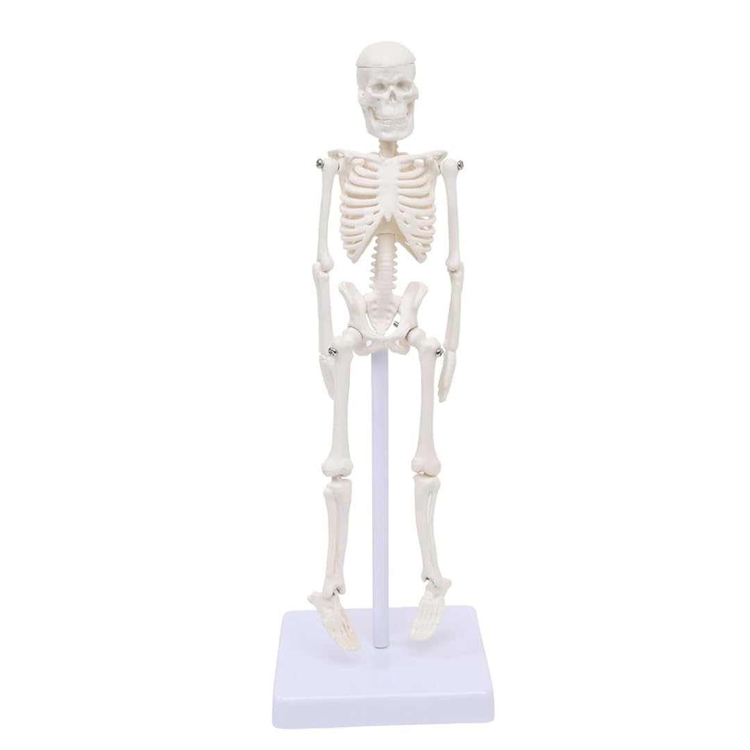 Mini Human Skeleton