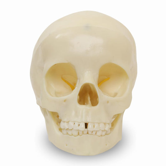 Labzio- 5-Year-Old Child Skull Model – Natural Size, 3-Part Educational Anatomy Model with Removable Parts for Classroom Teaching and Medical Training