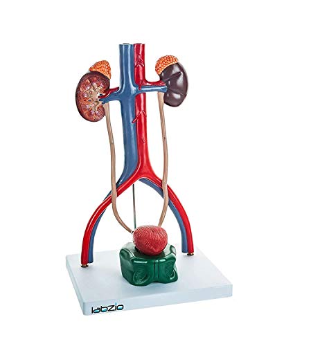 LABZIO Premium Male Urinary System Anatomical Model | Includes Cut-Away Kidney, Adrenal Glands, Ureter & Bladder | Medical Study Aid with Detailed Guide for Students & Professionals