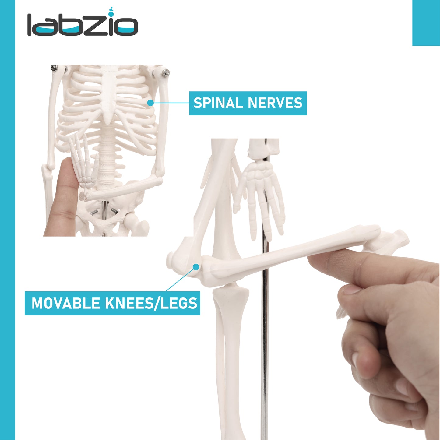 Easy-to-Carry Medical Anatomy Model for Kids & Adults