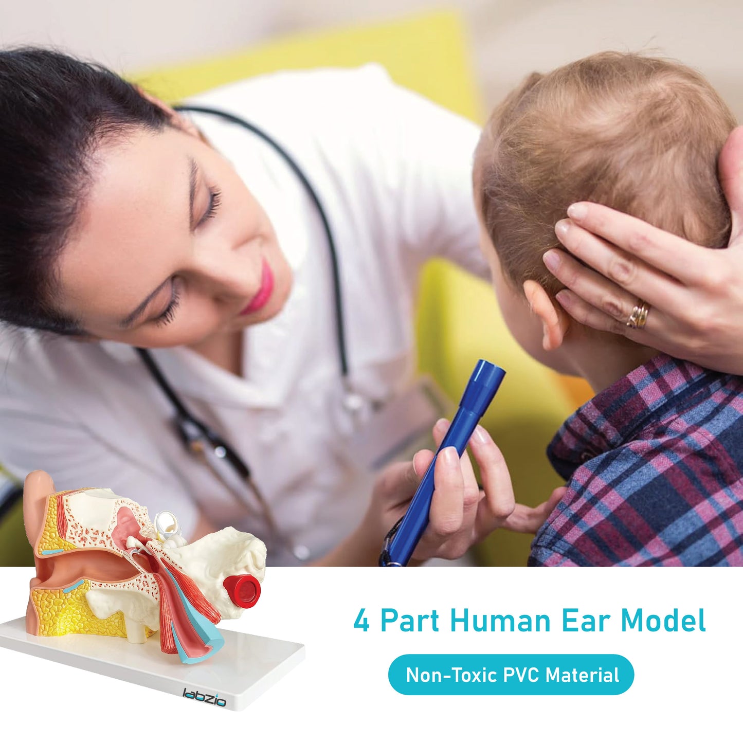 Labzio Premium Human Ear Model - Enlarged 3x, 3-Part Anatomically Accurate Ear Anatomy Model with Detailed Key Card for Educational and Professional Use