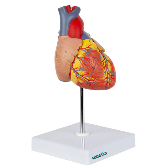 LABZIO Deluxe Human Heart Anatomical Model –2-Part Medical Heart Model with 4 Chambers, Valves & Arteries | Life-Size Heart for Student Studies, Science Lab, Doctor Demonstrations & Medical Training