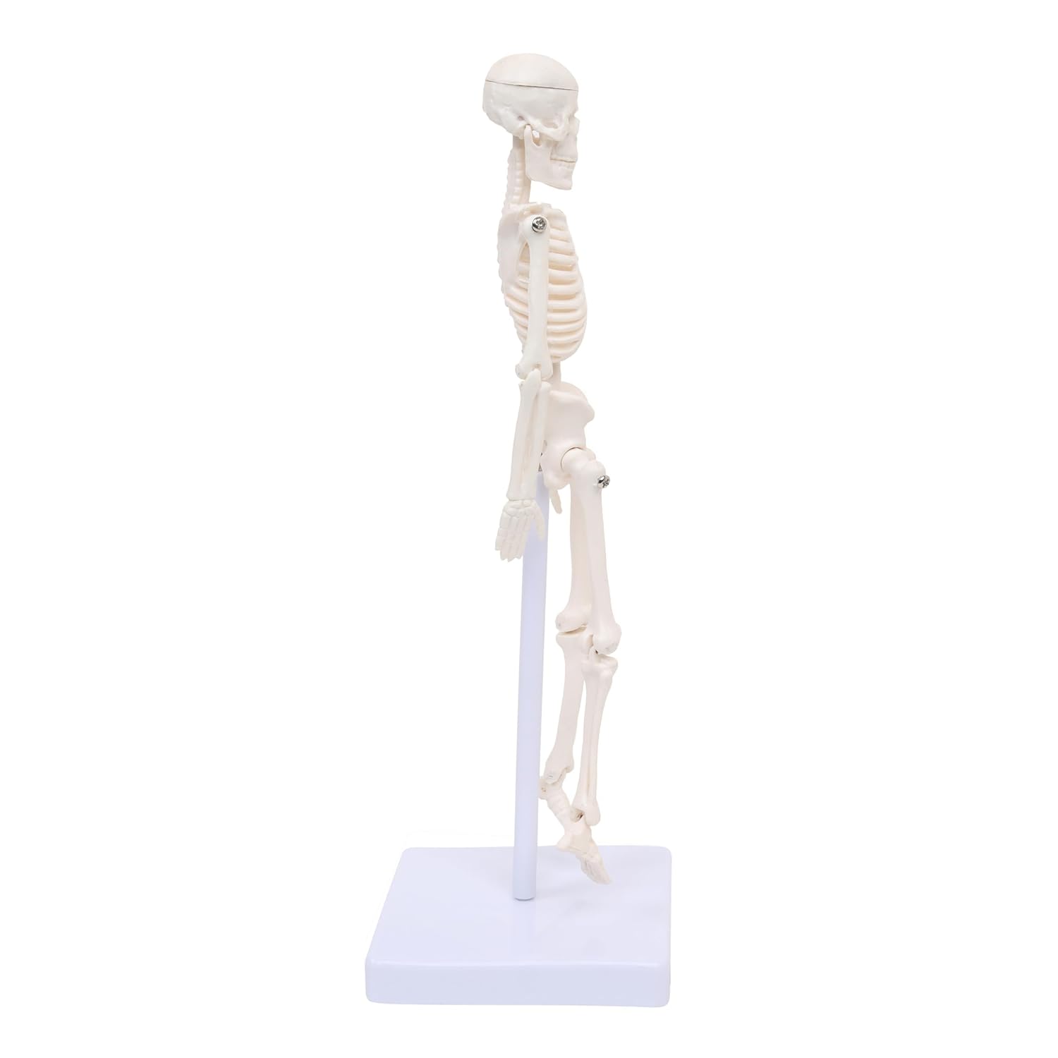 Mini Human Skeleton