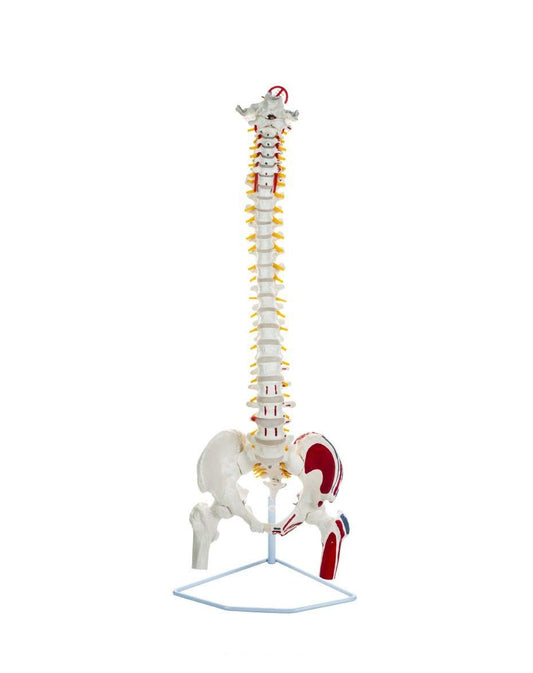 Labzio Life size Flexible Spinal Column with Femur Heads, Spinal Nerves, Painted Muscles, Occipital Plate for Educational Institutions, with iron base for better stability, 85 cm