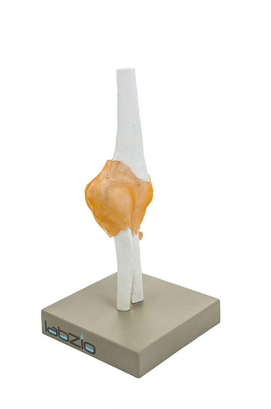 Labzio - Human Elbow Joint Model with Flexible Ligaments, Anatomically Accurate, Orthopaedic Model, with Detailed Study Guide