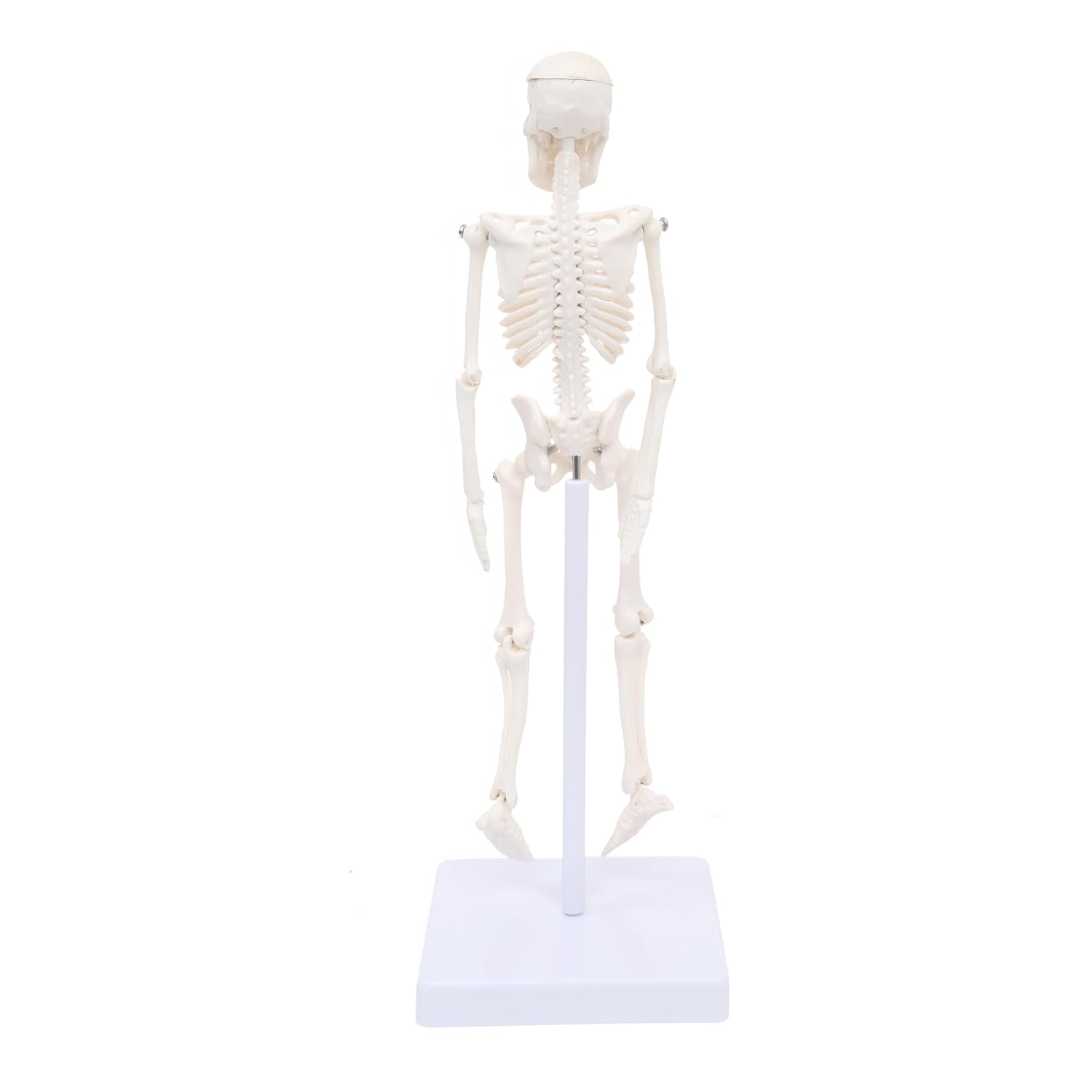 Mini Human Skeleton