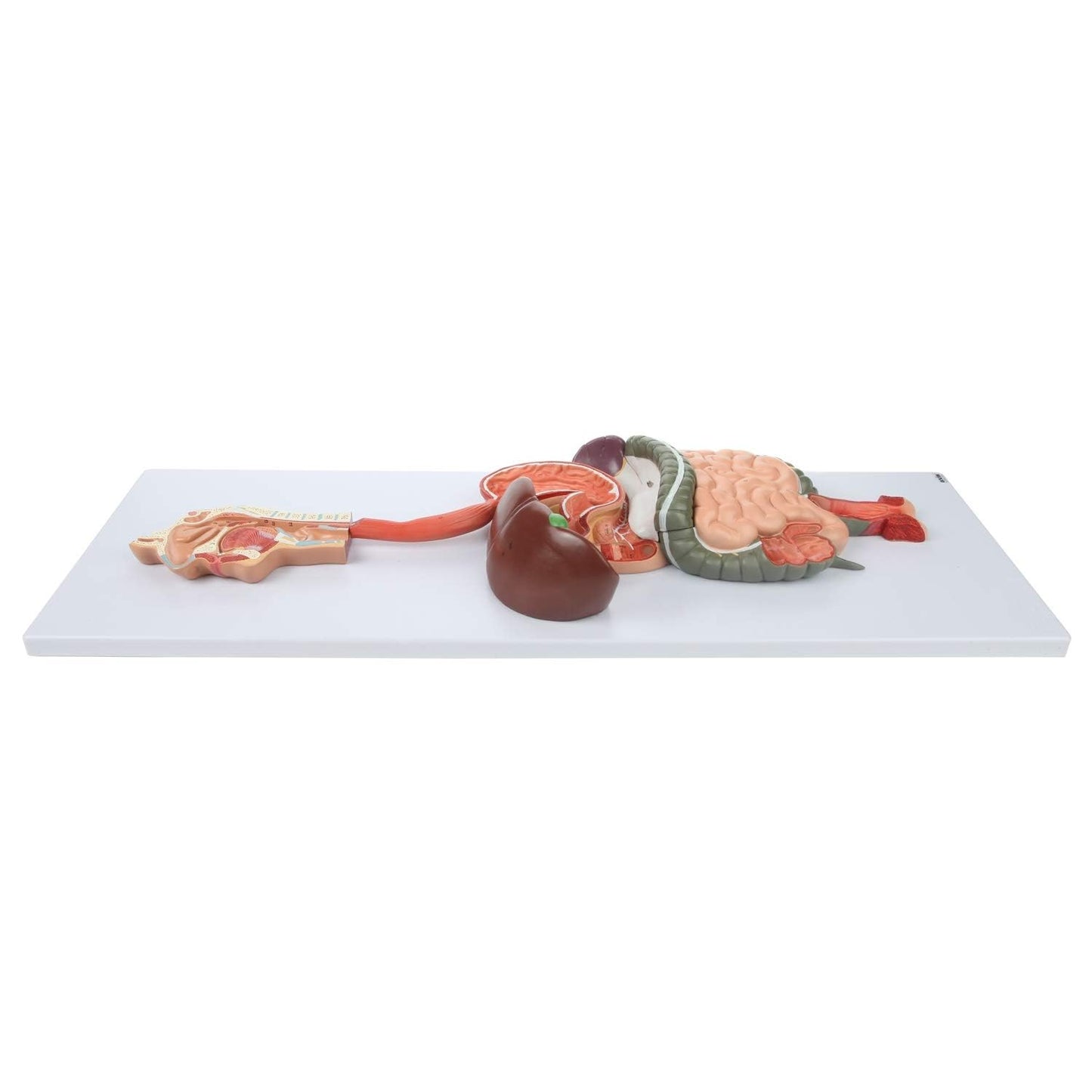 Labzio - Human Digestive System Anatomical Model, 2 Part Half Life Size Human Digestive System Anatomical Model with GI-Tract and Colon Organs for Medical Learning Research Education Display