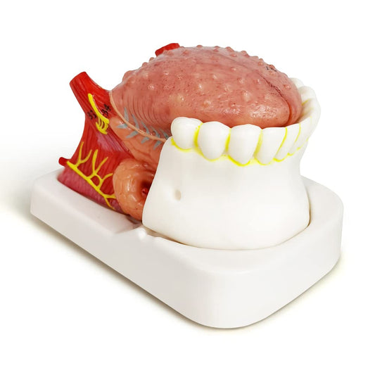 Labzio - Coloured and Coded,3 parts Tongue model,Natural size with key card