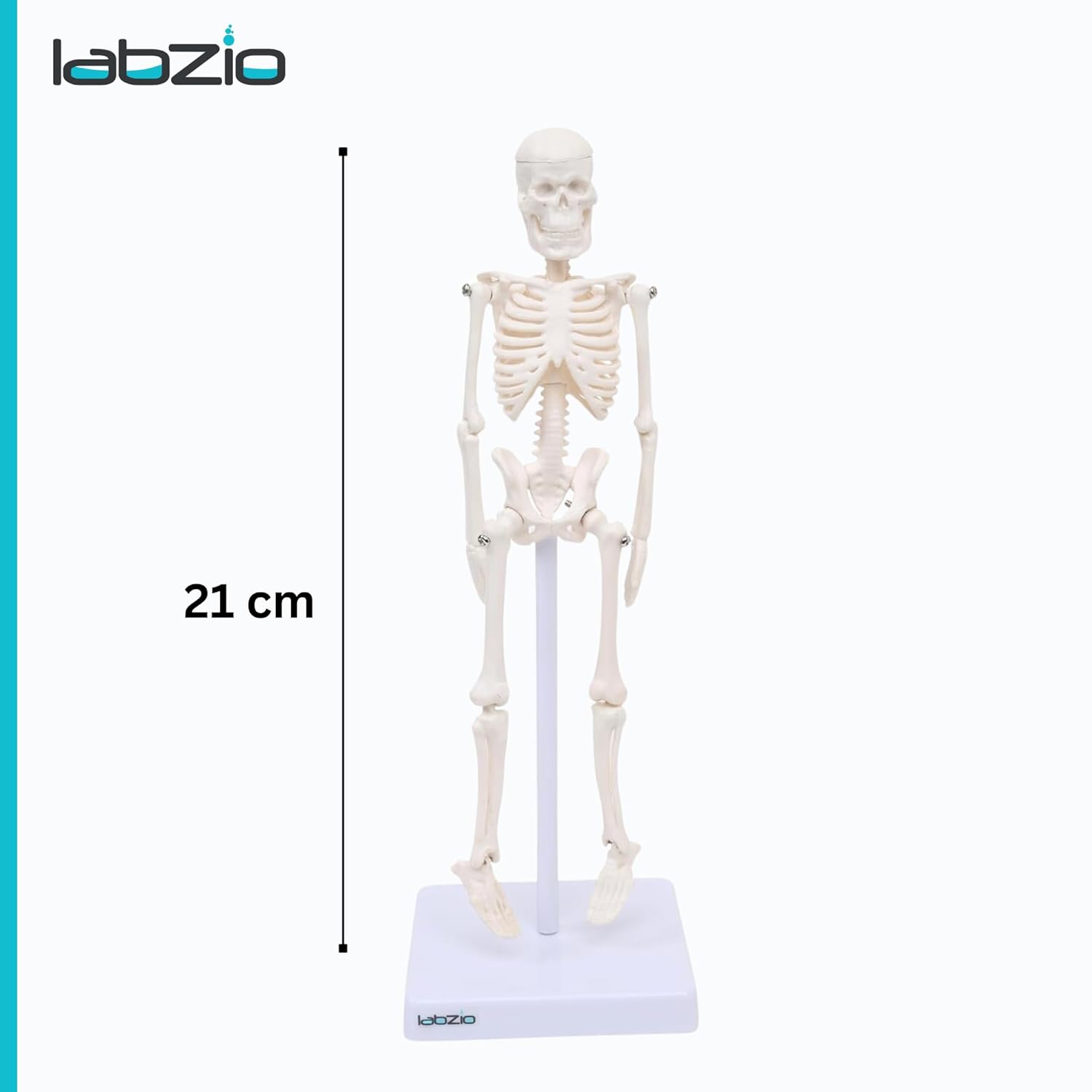 Mini Human Skeleton Model (21cm)