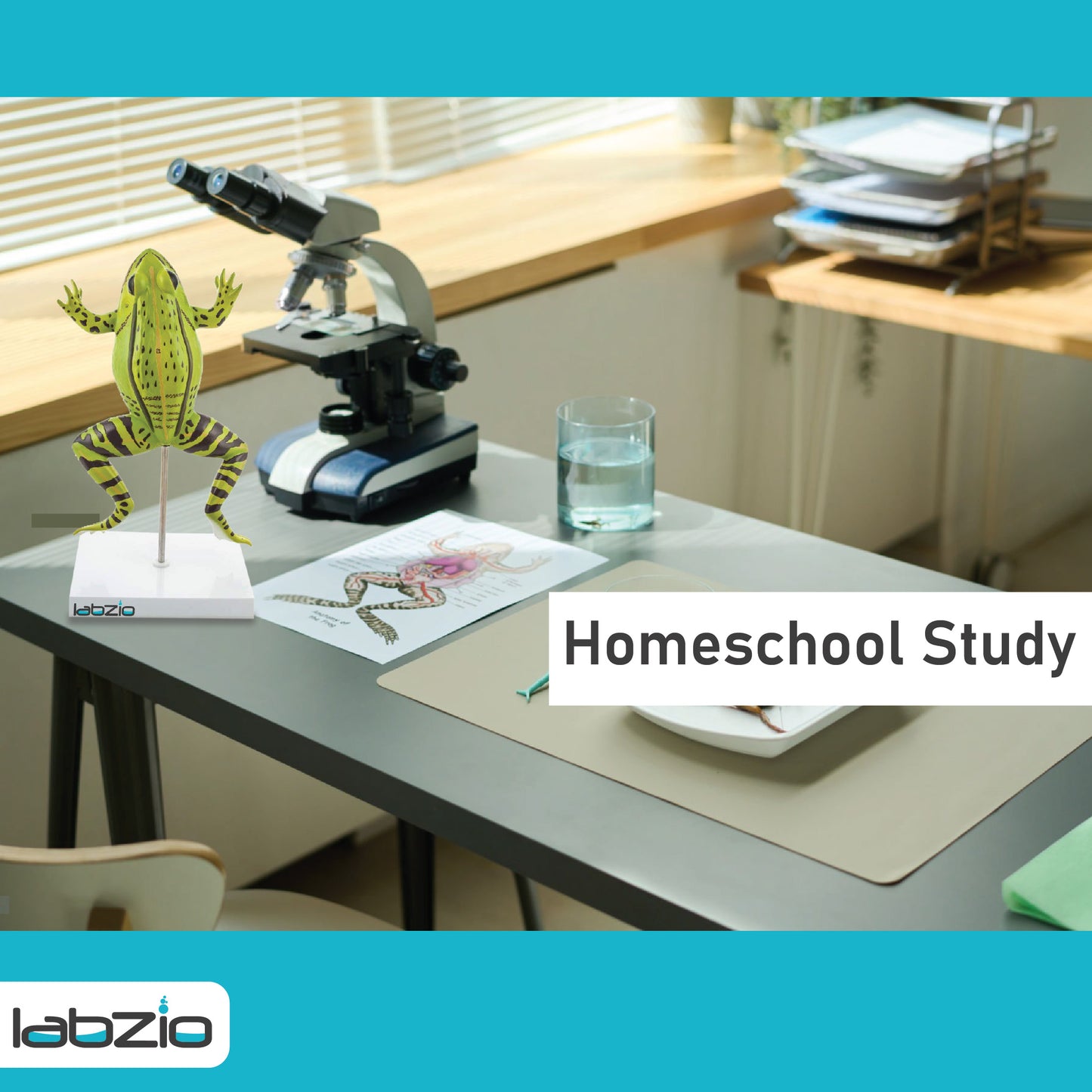 LABZIO Plastic Frog Dissection Model - 5 Parts, Enlarged 3X with Detailed Study Guide - Educational Kit for Biology and Anatomy,green