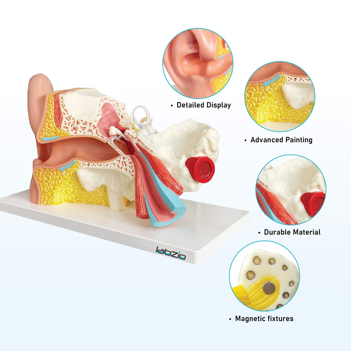 Labzio Premium Human Ear Model - Enlarged 3x, 3-Part Anatomically Accurate Ear Anatomy Model with Detailed Key Card for Educational and Professional Use