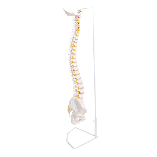 Life Size Flexible Spinal Column