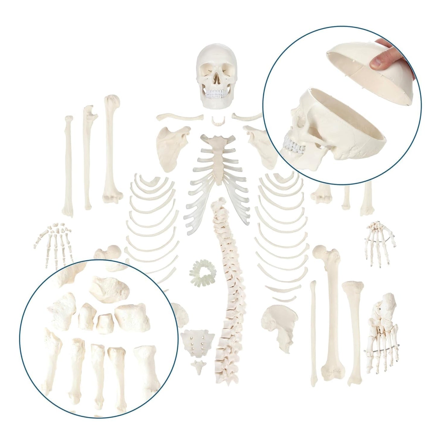 Anatomical human skeleton model for school