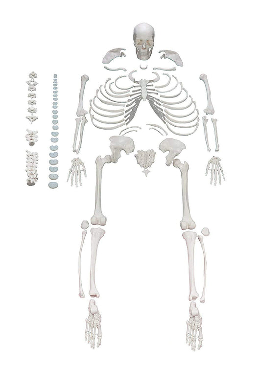 LABZIO Life-Size Disarticulated Human Skeleton Model (177cm) | PVC Bone Set with Movable Jaw for Anatomy & Medical Study | Educational Tool for Students, Teachers & Medical Schools