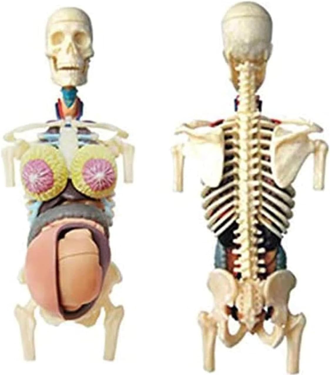 LABZIO 4D Master Transparent Anatomy Learning Model Kit | Detailed Educational Figure for Medical Training, Classroom Teaching, Patient Education & Anatomical Study | Nursing Students