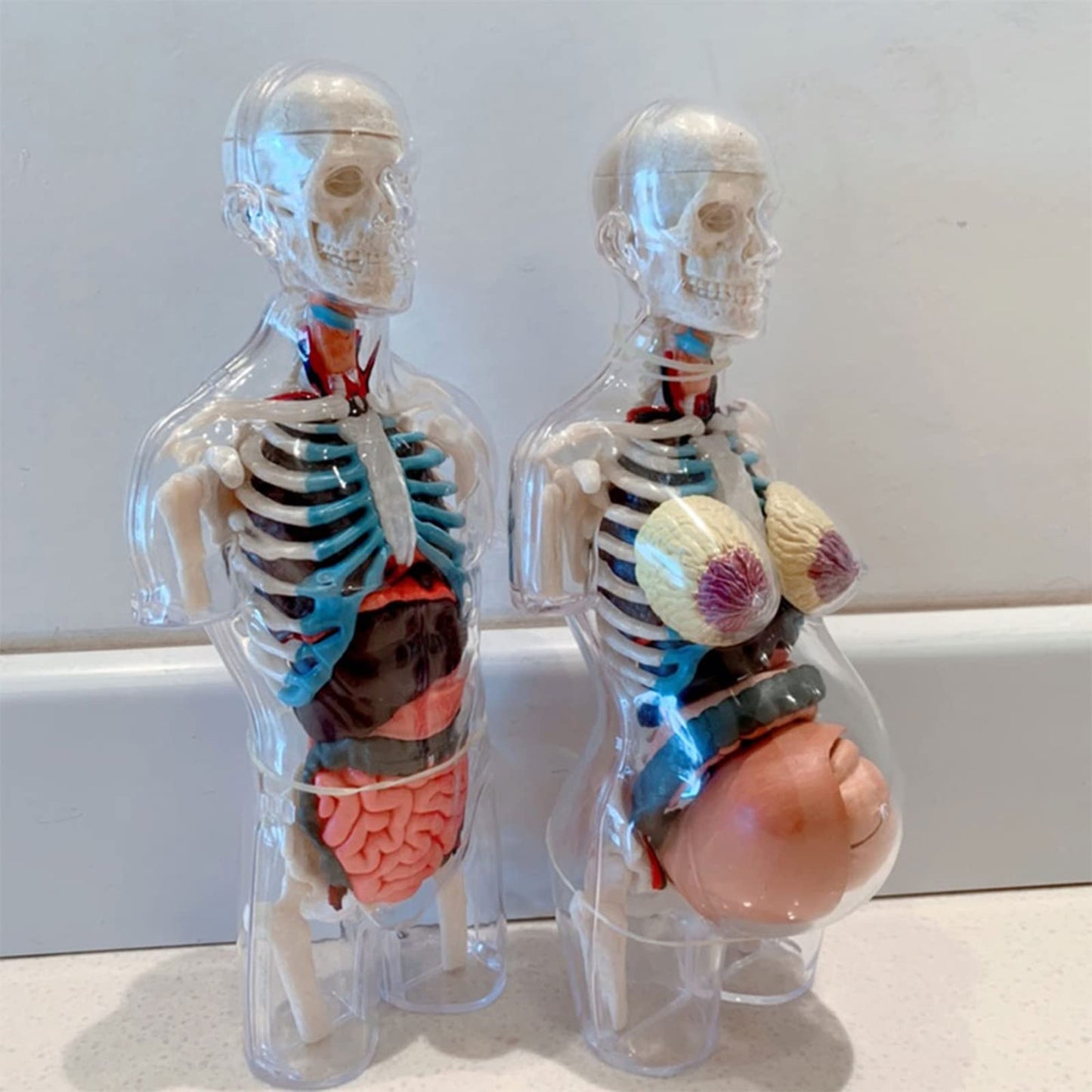 LABZIO 4D Master Transparent Pregnant Female Anatomy Learning Model Kit | Detailed Educational Figure for Medical Training, Classroom Teaching, Patient Education & Anatomical Study | Nursing Students